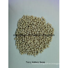 Chinese Kidney Bean Navy White Kidney Bean